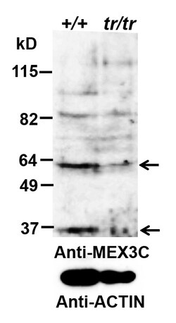 Invitrogen RKHD2 Polyclonal Antibody 100 &mu;g; Unconjugated:Antibodies,