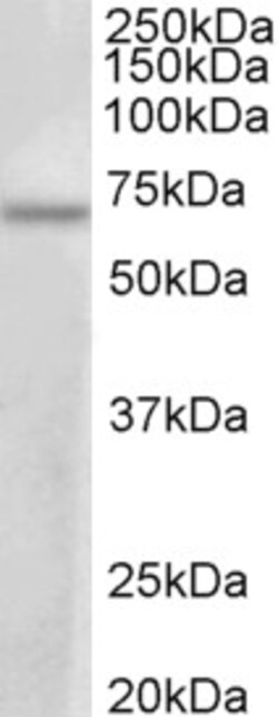 Invitrogen PRMT3 Polyclonal Antibody 100 &mu;g; Unconjugated:Antibodies,