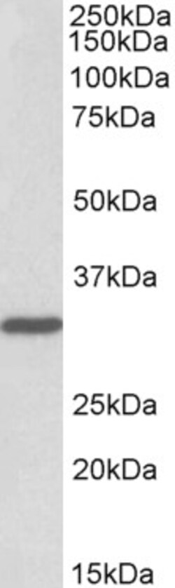 Invitrogen PCNA Polyclonal Antibody 100 &mu;g | Buy Online | Invitrogen&trade; | Fisher Scientific