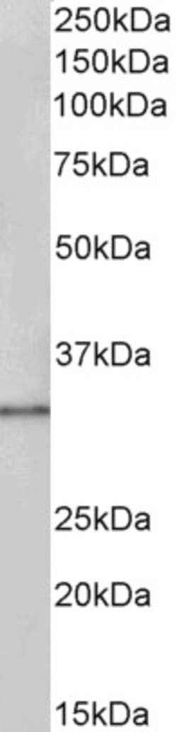 Invitrogen PCNA Polyclonal Antibody 100 &mu;g | Buy Online | Invitrogen&trade; | Fisher Scientific