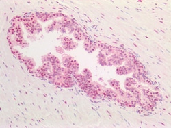 Invitrogen PCNA Polyclonal Antibody 100 μg; Unconjugated:Antibodies,