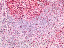 Invitrogen PCNA Polyclonal Antibody 100 μg; Unconjugated:Antibodies,