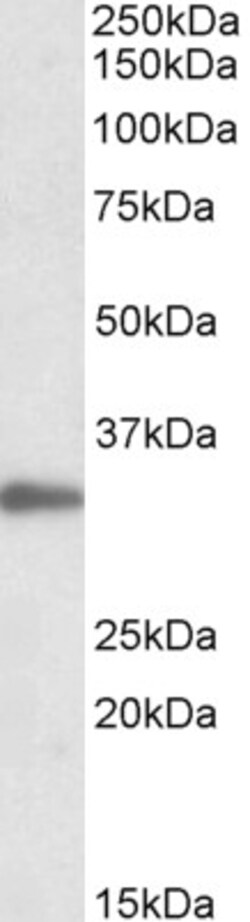 Invitrogen PCNA Polyclonal Antibody 100 μg; Unconjugated:Antibodies,