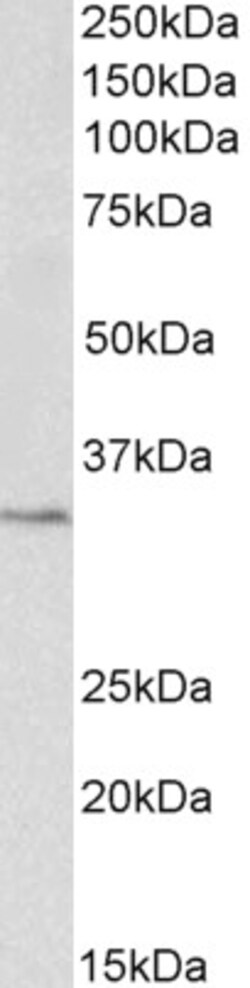 Invitrogen PCNA Polyclonal Antibody 100 μg; Unconjugated:Antibodies,