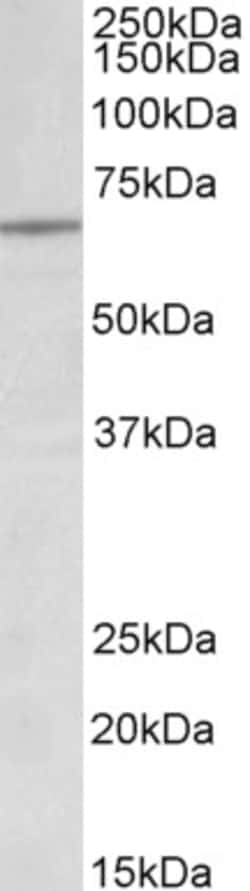 Invitrogen Lamin B1 Polyclonal Antibody 100 &mu;g; Unconjugated:Antibodies,