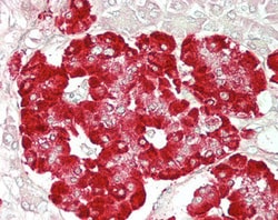 Invitrogen GLP1R Polyclonal Antibody 100 &mu;g; Unconjugated:Antibodies,