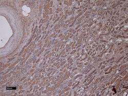 Invitrogen MMP3 Polyclonal Antibody 100 &mu;g; Unconjugated:Antibodies,