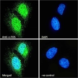 Invitrogen c-Fos Polyclonal Antibody 100 &mu;g; Unconjugated:Antibodies,