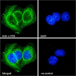 Invitrogen c-Fos Polyclonal Antibody 100 &mu;g; Unconjugated:Antibodies,