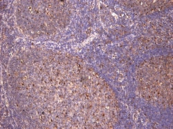 Invitrogen c-Fos Polyclonal Antibody 100 &mu;g; Unconjugated:Antibodies,