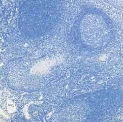 Invitrogen c-Fos Polyclonal Antibody 100 &mu;g; Unconjugated:Antibodies,