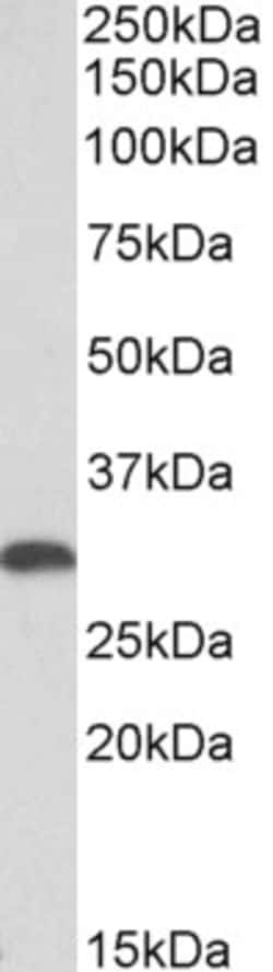 Invitrogen HO-1 Polyclonal Antibody 100 &mu;g; Unconjugated:Antikroppar