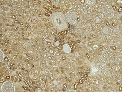 Invitrogen Calbindin D28K Polyclonal Antibody 100 &mu;g | Buy Online | Invitrogen&trade; | Fisher Scientific