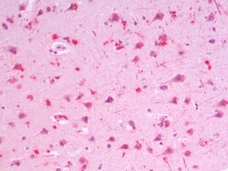 Invitrogen Robo3.2 Polyclonal Antibody 100 &mu;g; Unconjugated:Antibodies,
