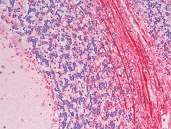 Invitrogen Robo3.2 Polyclonal Antibody 100 &mu;g; Unconjugated:Antibodies,