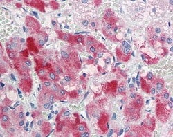 Invitrogen ENC1 Polyclonal Antibody 100 &mu;g; Unconjugated:Antibodies,