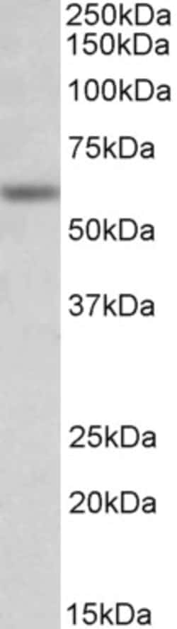 Invitrogen GLRA1 Polyclonal Antibody 100 μg; Unconjugated:Antibodies,