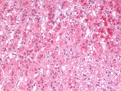 Invitrogen SGTA Polyclonal Antibody 100 μg; Unconjugated:Antibodies,