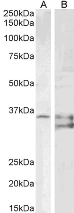 Invitrogen SGTA Polyclonal Antibody 100 μg; Unconjugated:Antibodies,
