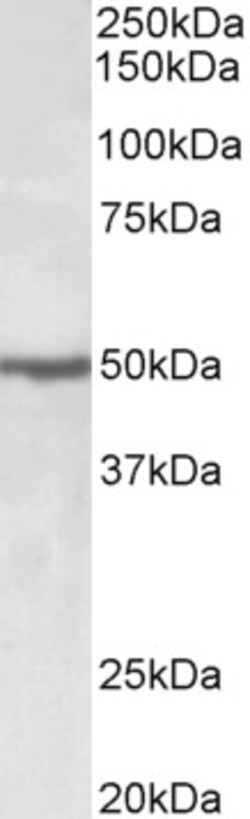 Invitrogen EEF1A2 Polyclonal Antibody 100 &mu;g; Unconjugated:Antibodies,