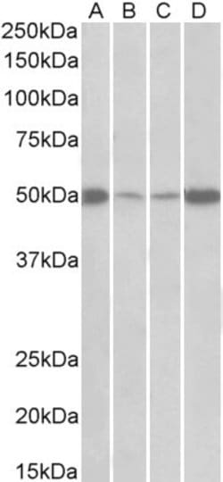 Invitrogen EEF1A2 Polyclonal Antibody 100 &mu;g; Unconjugated:Antibodies,