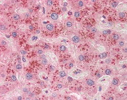 Invitrogen SLC6A12 Polyclonal Antibody 100 &mu;g; Unconjugated:Antibodies,