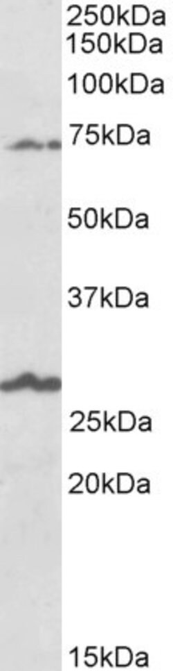 Invitrogen SLC6A12 Polyclonal Antibody 100 &mu;g; Unconjugated:Antibodies,