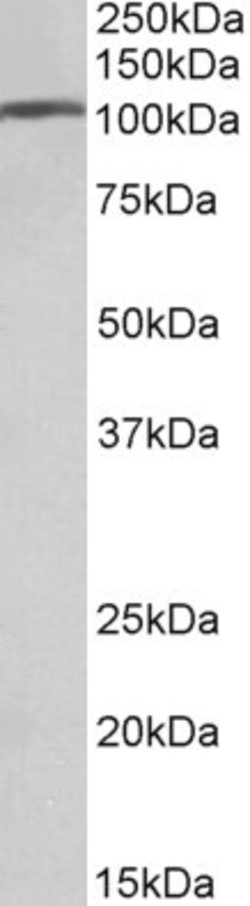 Invitrogen AP2A1 Polyclonal Antibody 100 &mu;g; Unconjugated:Antibodies,