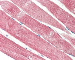 Invitrogen THNSL2 Polyclonal Antibody 100 μg; Unconjugated:Antibodies,