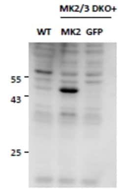 Invitrogen MAPKAPK2 Polyclonal Antibody 100 &mu;g; Unconjugated:Antibodies,