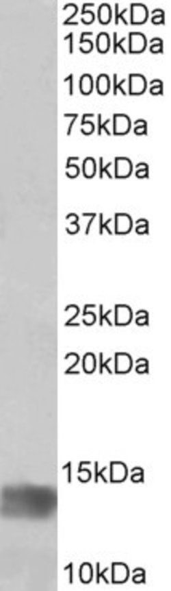 Invitrogen MIA Polyclonal Antibody 100 &mu;g; Unconjugated:Antibodies,