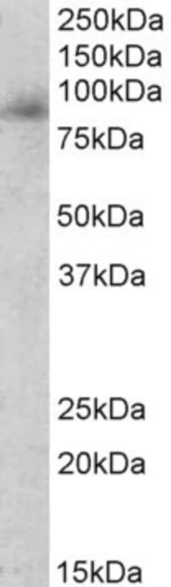 Invitrogen Myeloperoxidase Polyclonal Antibody 100 &mu;g; Unconjugated:Antibodies,