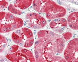 Invitrogen UROD Polyclonal Antibody 100 &mu;g; Unconjugated:Antibodies,