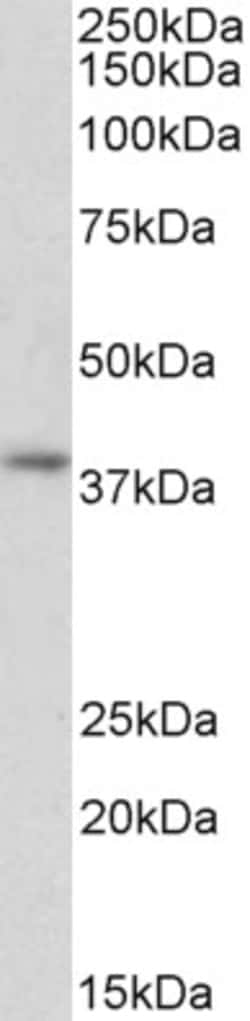 Invitrogen GNAI2 Polyclonal Antibody 100 &mu;g; Unconjugated:Antibodies,