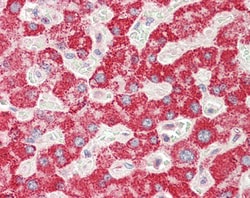 Invitrogen GGT1 Polyclonal Antibody 100 &mu;g; Unconjugated:Antibodies,
