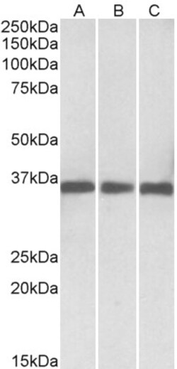 Invitrogen MDH1 Polyclonal Antibody 100 &mu;g; Unconjugated:Antibodies,