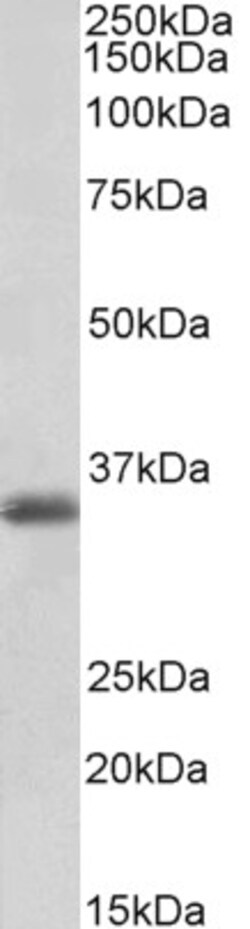 Invitrogen MDH1 Polyclonal Antibody 100 &mu;g; Unconjugated:Antibodies,