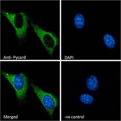 Invitrogen PYCARD Polyclonal Antibody 100 &mu;g; Unconjugated:Antibodies,