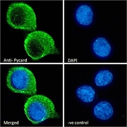 Invitrogen PYCARD Polyclonal Antibody 100 &mu;g; Unconjugated:Antibodies,