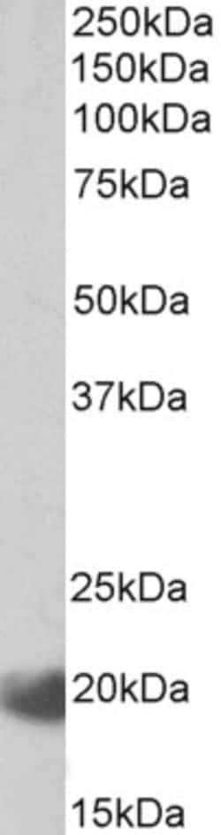 Invitrogen IL17C Polyclonal Antibody 100 &mu;g; Unconjugated:Antibodies,
