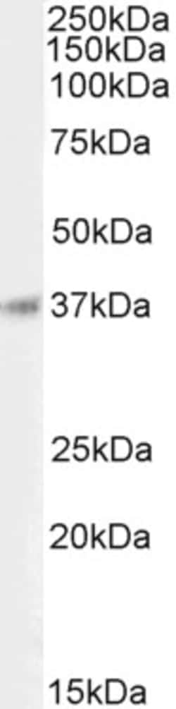 Invitrogen BHLHB5 Polyclonal Antibody 100 &mu;g; Unconjugated:Antibodies,