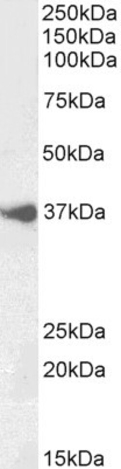 Invitrogen BHLHB5 Polyclonal Antibody 100 &mu;g; Unconjugated:Antibodies,