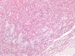 Invitrogen DPF2 Polyclonal Antibody 100 &mu;g; Unconjugated:Antibodies,