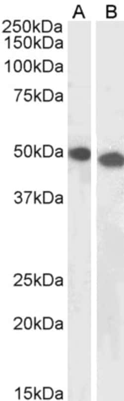 Invitrogen DPF2 Polyclonal Antibody 100 &mu;g; Unconjugated:Antibodies,