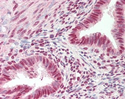 Invitrogen ARS2 Polyclonal Antibody 100 &mu;g; Unconjugated:Antibodies,