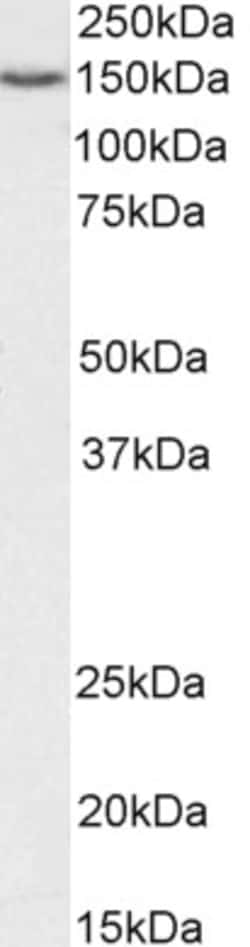 Invitrogen ARS2 Polyclonal Antibody 100 &mu;g; Unconjugated:Antibodies,