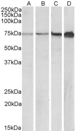 Invitrogen RPA70 Polyclonal Antibody 100 &mu;g; Unconjugated:Antibodies,