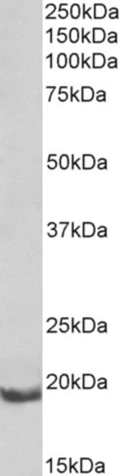 Invitrogen BCL2A1 Polyclonal Antibody 100 &mu;g; Unconjugated:Antibodies,