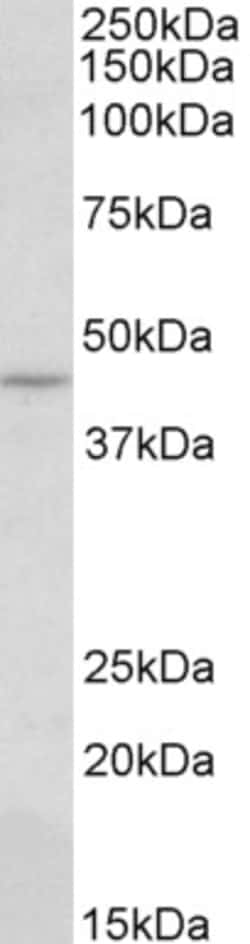 Invitrogen LZIP Polyclonal Antibody 100 &mu;g | Buy Online | Invitrogen&trade; | Fisher Scientific