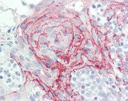 Invitrogen HOXC6 Polyclonal Antibody 100 &mu;g; Unconjugated:Antibodies,